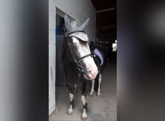 Criollo Mix, Stute, 12 Jahre, 138 cm, Rappe