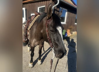 Criollo, Stute, 12 Jahre, 146 cm, Grullo
