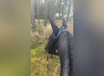 Criollo Mix, Stute, 12 Jahre, 155 cm, Roan-Blue