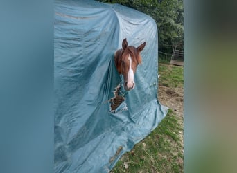 Criollo, Stute, 1 Jahr, 142 cm, Red Dun