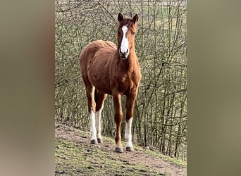 Criollo, Stute, 1 Jahr, 142 cm, Red Dun