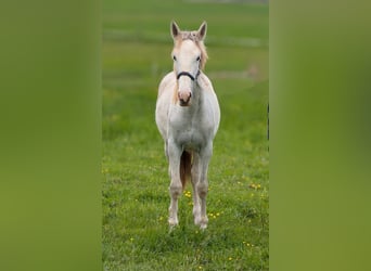 Criollo Mix, Stute, 1 Jahr, 144 cm, Roan-Red