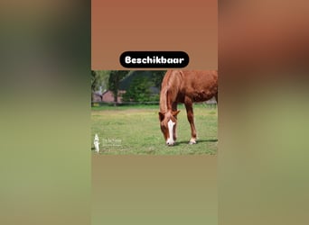 Criollo, Stute, 1 Jahr, Dunkelfuchs