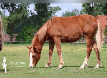 Criollo, Stute, 1 Jahr, Dunkelfuchs