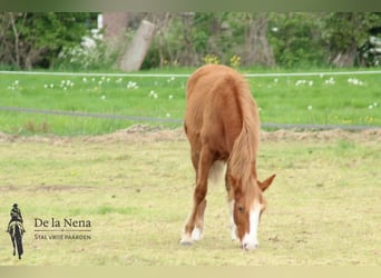 Criollo, Stute, 1 Jahr, Dunkelfuchs