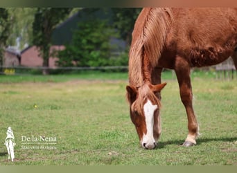 Criollo, Stute, 1 Jahr, Dunkelfuchs