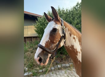 Criollo, Stute, 21 Jahre, 156 cm, Overo-alle-Farben