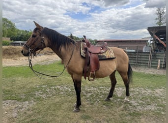 Criollo Mix, Stute, 21 Jahre, Falbe