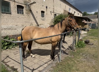 Criollo Mix, Stute, 21 Jahre, Falbe