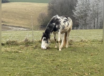 Criollo, Stute, 2 Jahre, 140 cm, Overo-alle-Farben