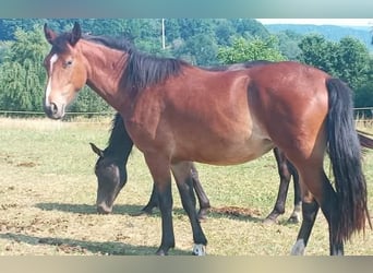 Criollo, Stute, 3 Jahre, 144 cm, Brauner