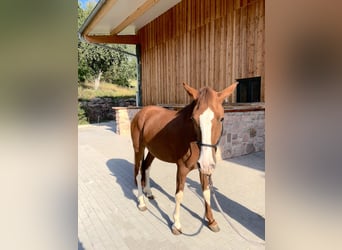 Criollo, Stute, 3 Jahre, Fuchs