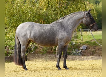 Criollo, Stute, 4 Jahre, 142 cm, Roan-Blue