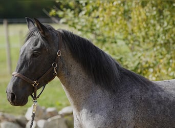 Criollo, Stute, 4 Jahre, 142 cm, Roan-Blue