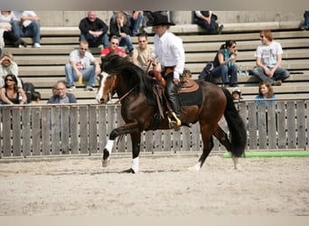 Criollo, Stute, 4 Jahre, 148 cm, Overo-alle-Farben
