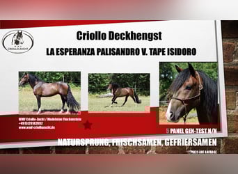 Criollo, Stute, 4 Jahre, 148 cm, Overo-alle-Farben