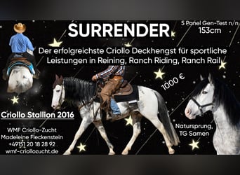 Criollo, Stute, 5 Jahre, Rappe