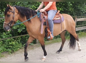 Criollo, Stute, 6 Jahre, 143 cm, Brauner