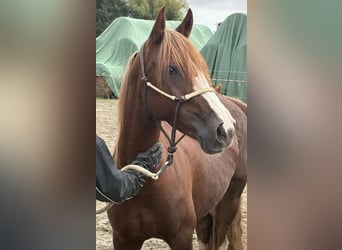 Criollo, Stute, 7 Jahre, 142 cm, Fuchs