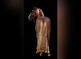 Criollo, Stute, 7 Jahre, 142 cm, Fuchs
