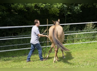 Criollo, Stute, 7 Jahre, 146 cm, Braunfalbschimmel