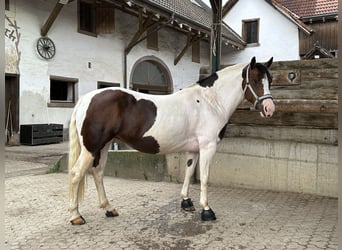 Criollo, Stute, 7 Jahre, 146 cm, Schecke