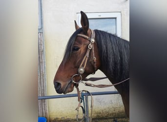 Criollo Mix, Stute, 7 Jahre, 150 cm, Dunkelbrauner