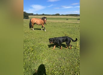Criollo, Stute, 8 Jahre, 143 cm