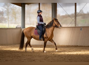 Criollo, Stute, 8 Jahre, 146 cm, Braunfalbschimmel