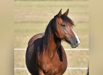 Criollo, Stute, 9 Jahre, 145 cm, Brauner