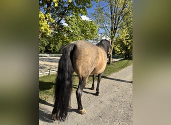 Criollo, Stute, 9 Jahre, 145 cm, Buckskin