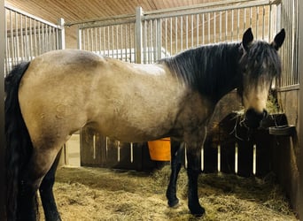 Criollo, Stute, 9 Jahre, 145 cm, Buckskin