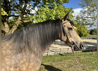 Criollo, Stute, 9 Jahre, 145 cm, Buckskin