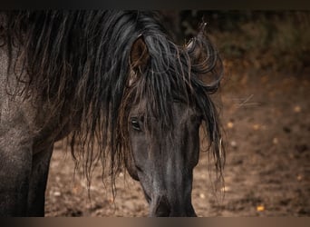 Criollo, Valack, 7 år, 152 cm, Black