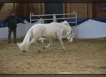 Criollo, Wallach, 9 Jahre, 147 cm, Overo-alle-Farben