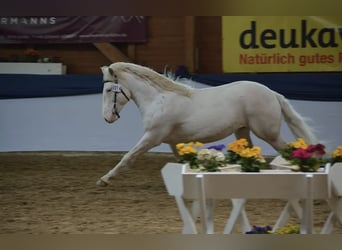 Criollo, Wallach, 9 Jahre, 147 cm, Overo-alle-Farben