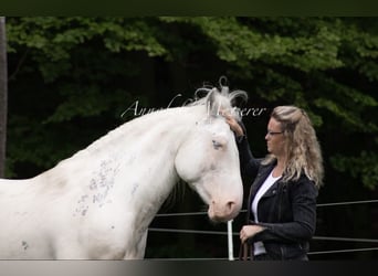 Criollo, Wallach, 9 Jahre, 147 cm, Overo-alle-Farben