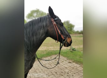 Criollo, Wałach, 10 lat, 145 cm, Karodereszowata