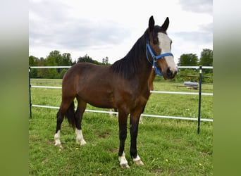 Criollo, Wałach, 2 lat, 140 cm, Ciemnogniada