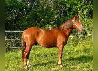 Criollo, Wałach, 2 lat, 142 cm, Ciemnokasztanowata