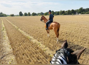 Criollo Mix, Wałach, 9 lat, 164 cm, Kasztanowata