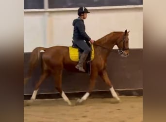 Criollo Mix, Wałach, 9 lat, 164 cm, Kasztanowata