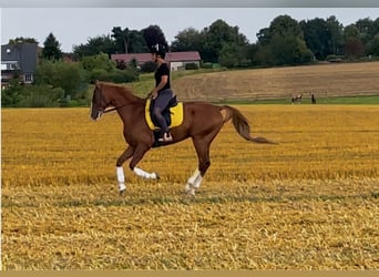 Criollo Mix, Wałach, 9 lat, 164 cm, Kasztanowata