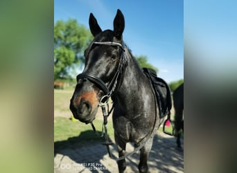 Criollo, Wallach, 10 Jahre, 145 cm, Roan-Blue