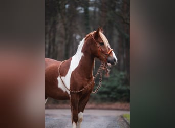 Criollo Mix, Wallach, 10 Jahre, 150 cm, Schecke