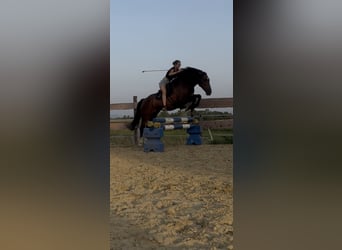 Criollo, Wallach, 10 Jahre, 156 cm, Brauner