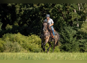 Criollo Mix, Wallach, 11 Jahre, 143 cm, Falbe