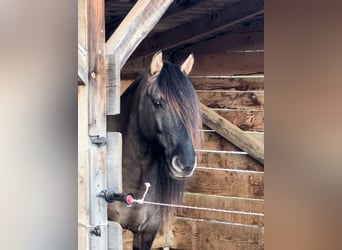 Criollo Mix, Wallach, 11 Jahre, 143 cm, Falbe