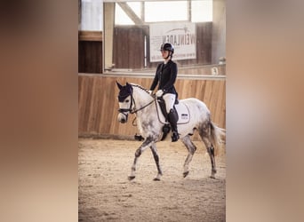 Criollo, Wallach, 11 Jahre, 146 cm, Apfelschimmel