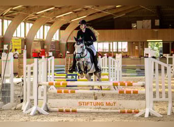 Criollo, Wallach, 11 Jahre, 146 cm, Apfelschimmel